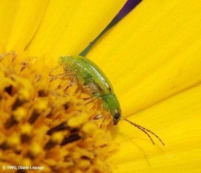 Northern corn rootworm beetle(Diabrotica barberi) on sunflower