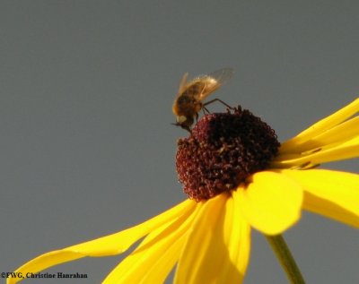 Bee fly (Sparnopolius confusus)