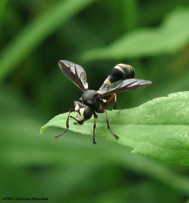 Thick-headed fly (Physocephala sp.)