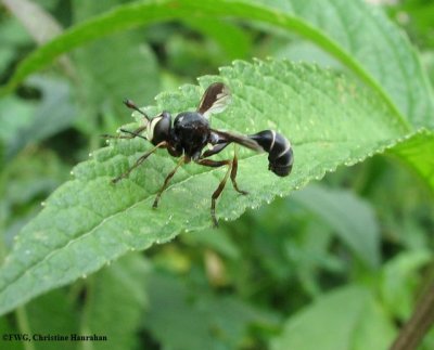 Thick-headed Flies (Family: Conopidae)