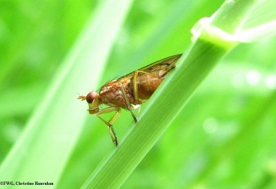 Marsh fly (Sciomyzid sp.)