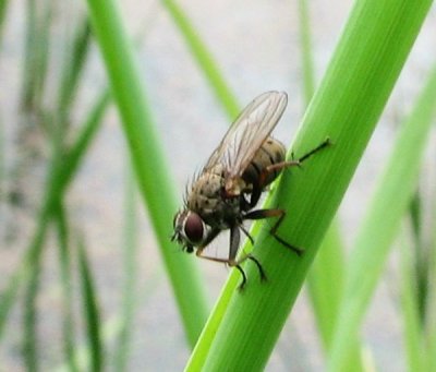 Muscid fly (prob. <em>Coenosia tigrina</em>)