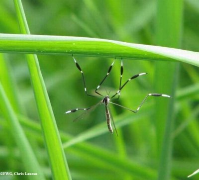 Craneflies (Infraorder: Tipulomorpha)