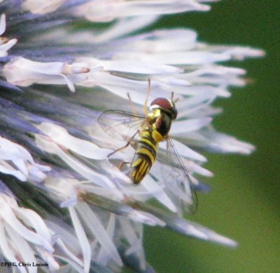 Hover fly (Allograpta obliqua)