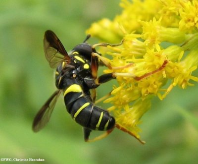 Hover fly (Spilomyia sayi)