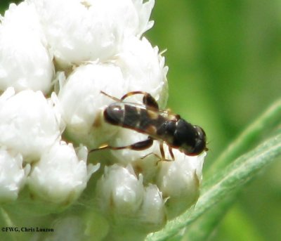 Hover Fly (Syritta pipiens)