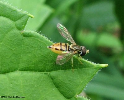 Hover fly (Toxomerus marginatus) female