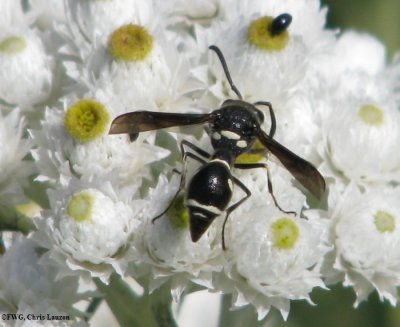 Potter wasp (Eumenes fraternus)