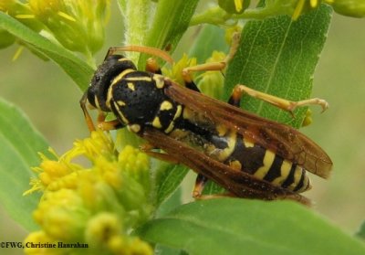 Paper wasp (Polistes dominula)