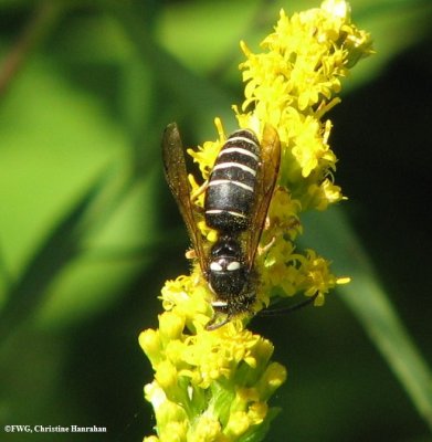 Blackjacket (Vespula consobrina)