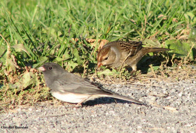 Dark-eyed junco and American tree sparrow