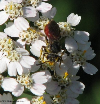 Sweat bee (Sphecodes sp.), female
