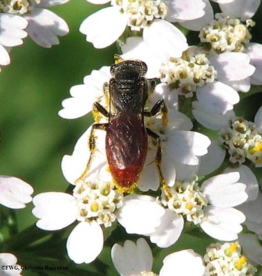 Sweat bee (Sphecodes sp.), female