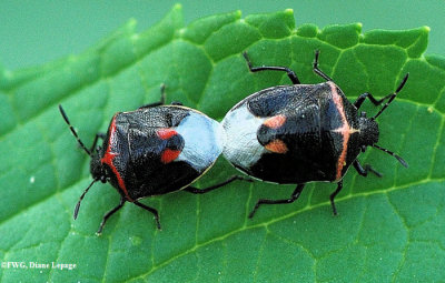 Two-spotted stink bug (Cosmopepla conspicillaris)