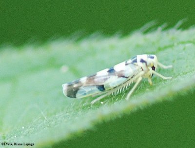 Leafhopper  (Eupteryx atropunctata)