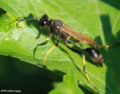 Black-and-yellow mud dauber (Sceliphron caementarium)