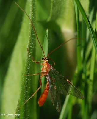 Ichneumonid  wasp (Netelia sp.)