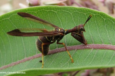 Mantidfly (Climaciella brunnea)