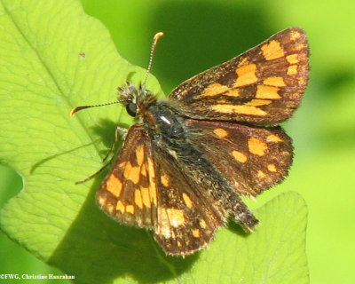 Arctic skipper (Carterocephalus palaemon)