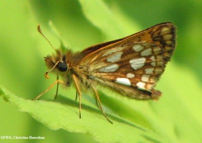 Arctic skipper (Carterocephalus palaemon)