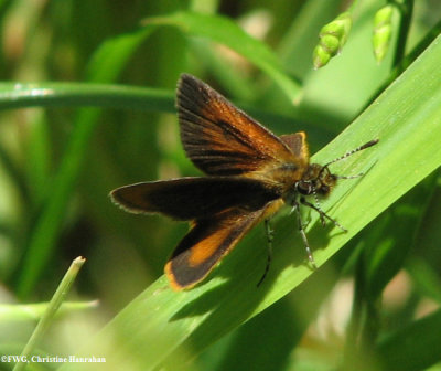 Least skipper (Ancyloxypha numitor)