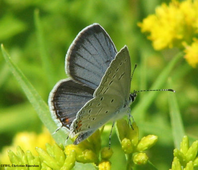 Eastern tailed blue (Everes comyntas), male