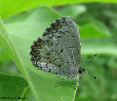 Spring azure (Celastrina ladon)