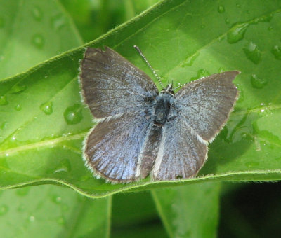 Silvery blue (Glaucopsyche lygdamus), female