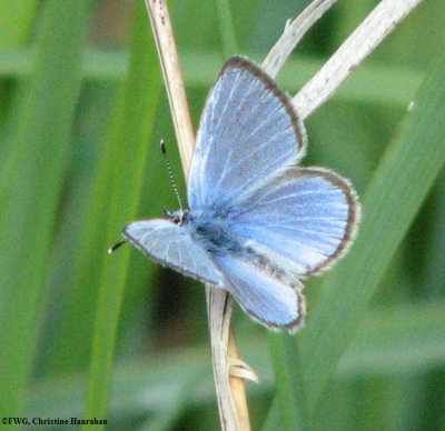 Silvery blue (Glaucopsyche lygdamus), male
