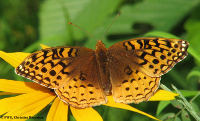 Great spangled fritillary (Speyeria cybele)