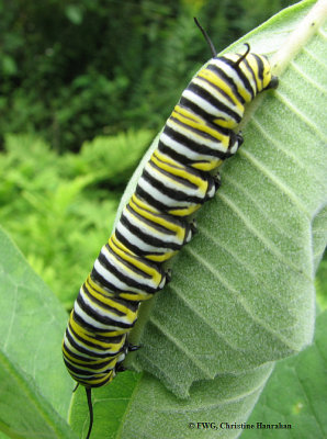 Monarch (<em>Danaus plexippus</em>) larva