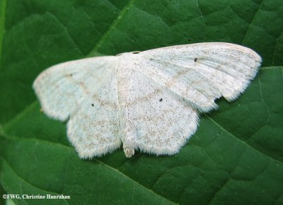 Large lace border (Scopula limboundata), #7159