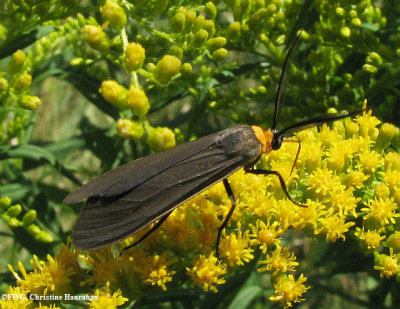 Yellow-collared scape moth (<em>Cisseps fulvicollis</em>), #8267