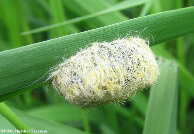 Ctenucha moth (Ctenucha virginica) cocoon
