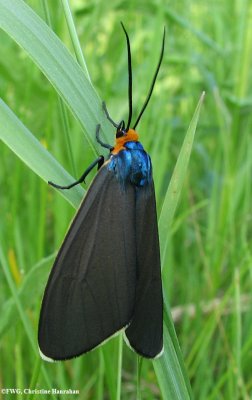 Ctenucha Moth Lifecycle  (Ctenucha virginica)  8262