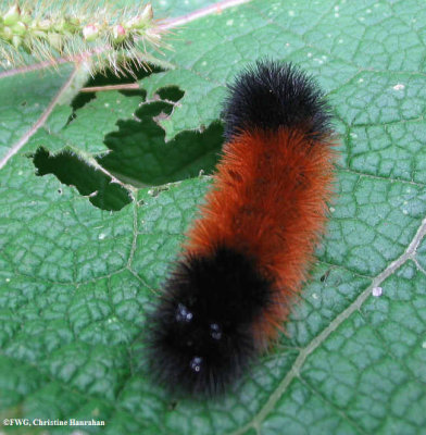 Woolly bear caterpillar (Pyrrharctia isabella), #8129