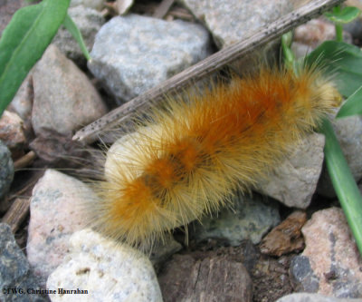 Virginian tiger moth  (Spilosoma virginica), #8137