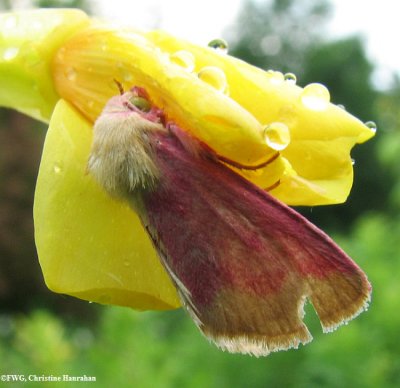 Primrose moth (Schinia florida), #11164