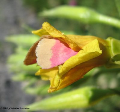 Primrose moth (Schinia florida), #11164