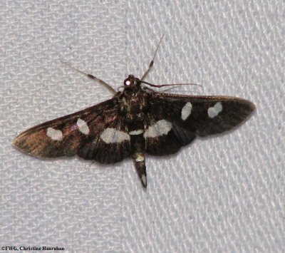 Grape-Leaf-folder (<em>Desmia funeralis</em>), #5159