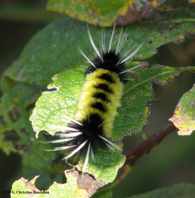 Spotted tussock moth caterpillar (<em>Lophocampa maculata</em>), #8214