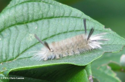 Banded tussock moth caterpillar (Halysidota tessellaris), #8203