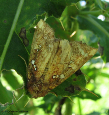 Wild indigo borer (Papaipema baptisiae), #9485