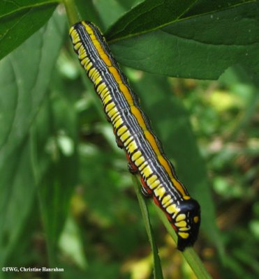 Brown-hooded owlet caterpillar (Cucullia convexipennis), #10202