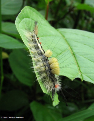 White-marked tussock (Orygia leucostigma) caterpillar