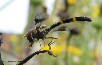 Hover fly (Ocyptamus fascipennis)