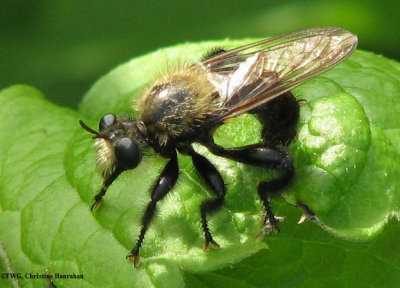 Robber fly (Laphria sp.)