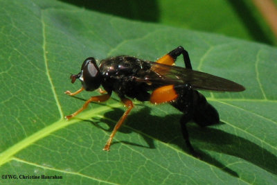 Hover fly  (<em>Chalcosyrphus curvaria</em>)