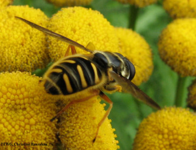 Hover fly (Sericomyia chrysotoxoides)