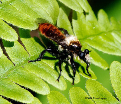 Robber fly (Laphria janus)